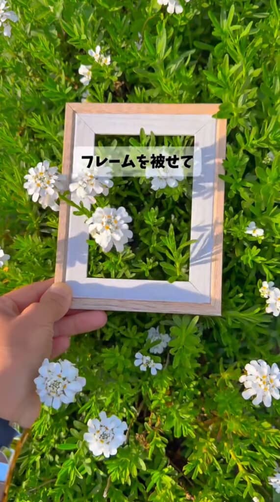 花にフレームをかぶせて撮影