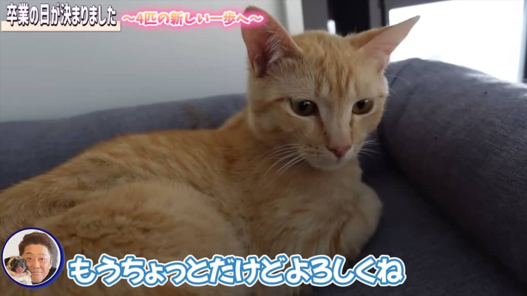 坂上忍のトレーラーハウスで暮らす保護猫