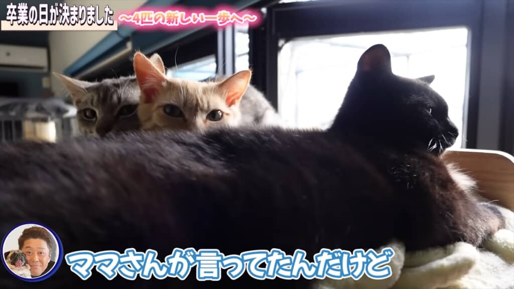 坂上忍のトレーラーハウスで暮らす保護猫