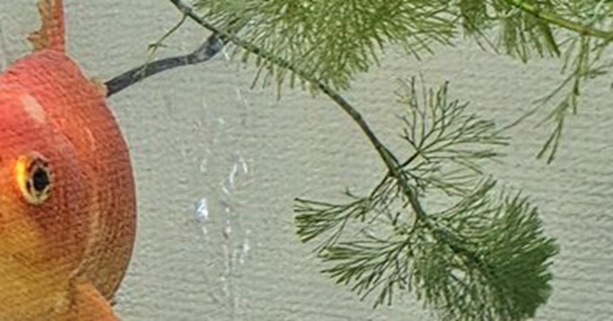 金魚の飼い主がイメチェンしたら……「おま…どしたｯｯ!?!?」　思わず二度見の“驚きの光景”が230万表示「えっ！」「どっちの意味？」（1/2） | ライフスタイル ねとらぼ