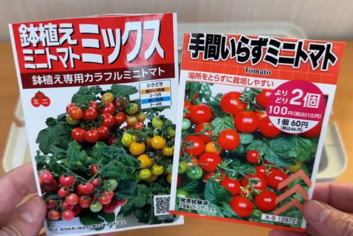 ダイソーの小型コンテナにミニトマトを植え、120日後……　目を疑う収穫量に「なんじゃこりゃ！」「ワクワクする」（1/3） | ライフハック ねとらぼ