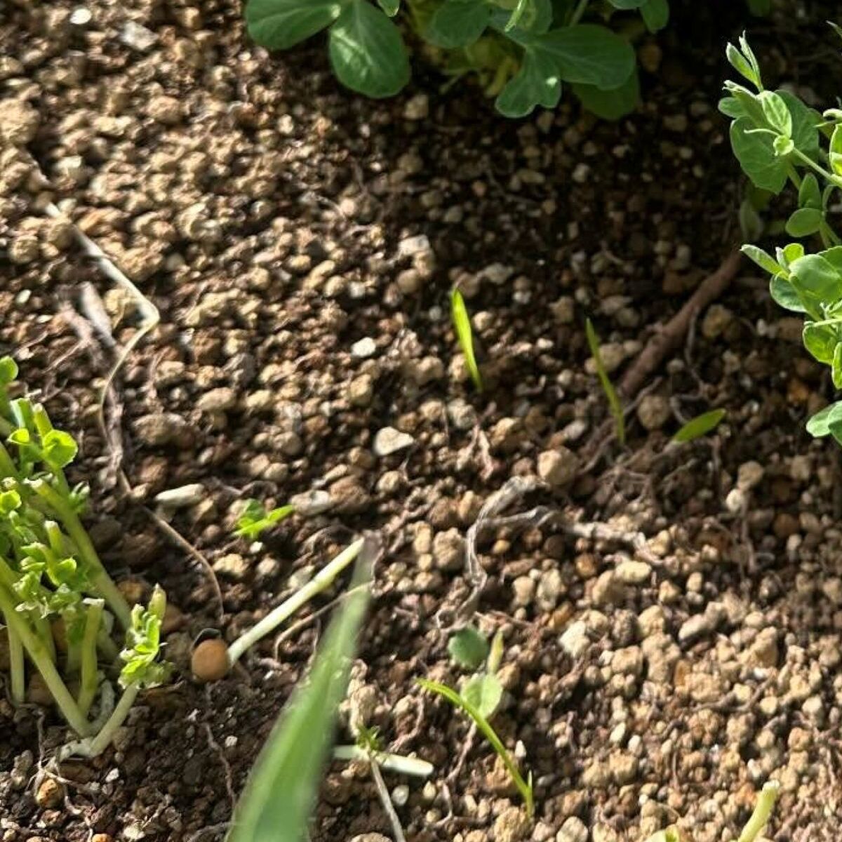 野菜の根っこを庭にポイッ→2カ月後、ふと見ると……　「そんなバカな」目を疑う光景に「知らなかった」「庭に置いてくるわ」 | ライフスタイル ねとらぼ
