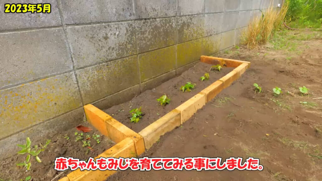 子株を裏庭に移した2023年5月の様子
