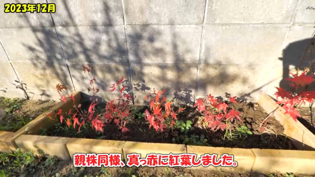 小さくても紅葉する“もみじの赤ちゃん”がかわいらしいです