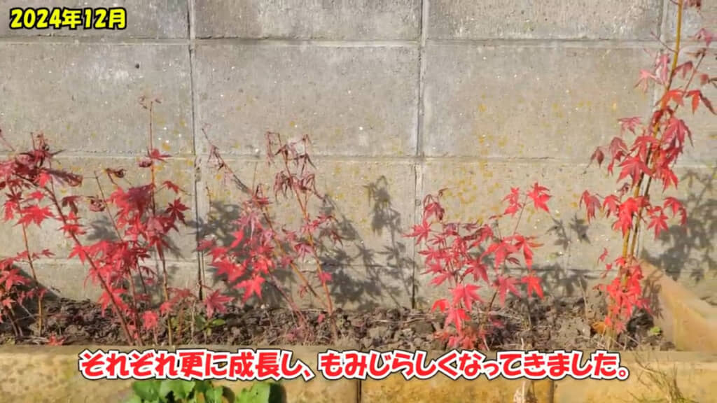 2024年12月には徐々に高さが出てきました