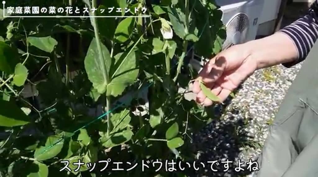 スナップエンドウが育ってきました