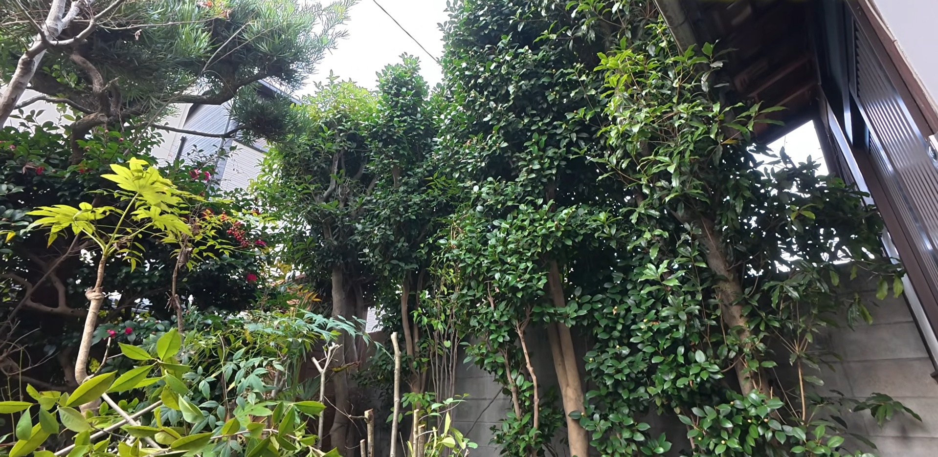 樹木が伸び放題でうっそうとした庭→プロが“全リセット”すると…… 見違える光景に「清々しいですね」「スッキリ」(1/3) | ライフスタイル ねとらぼ