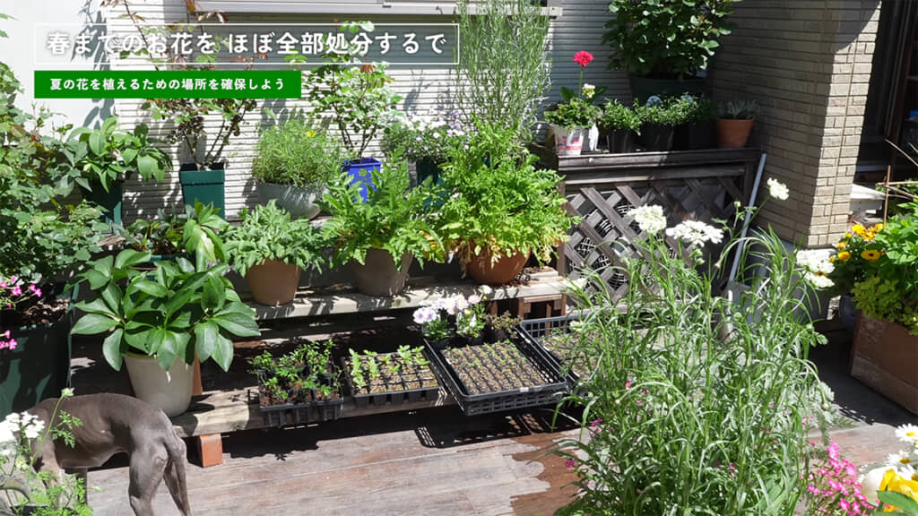 春までの花を処分していきます