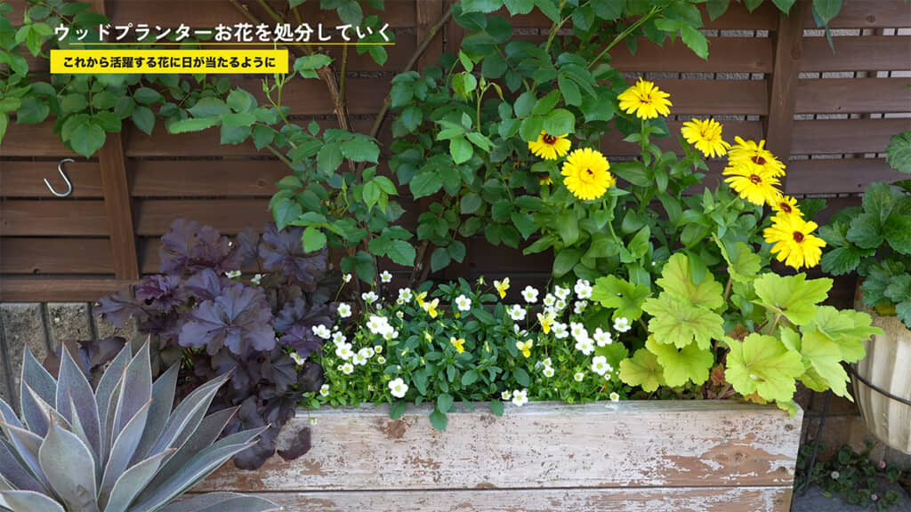 ウッドプランターの植物もどんどん抜いていきます