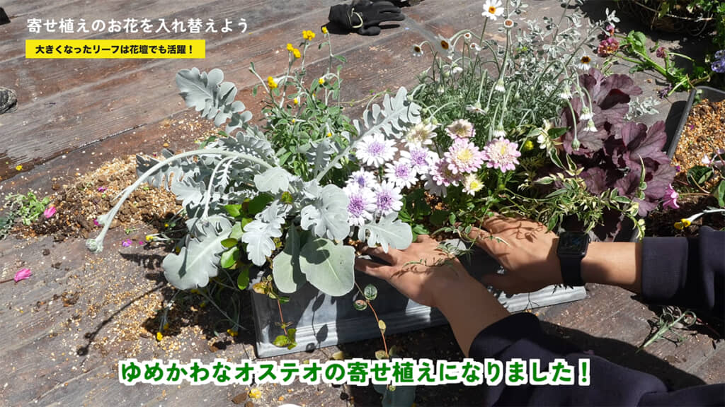 プランターは一部の花を抜き、新たに植えておきました