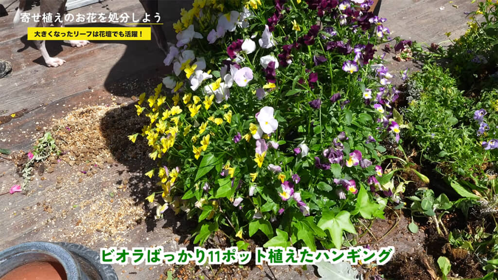 ラスボスの巨大ハンギングバスケットが現れました