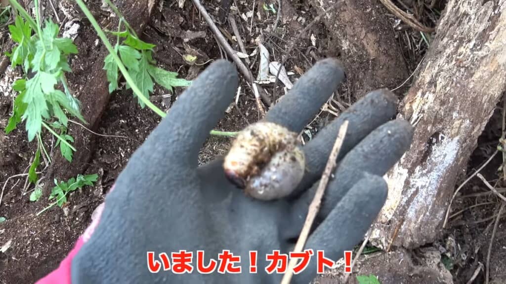 木材の下にいたカブトムシの幼虫