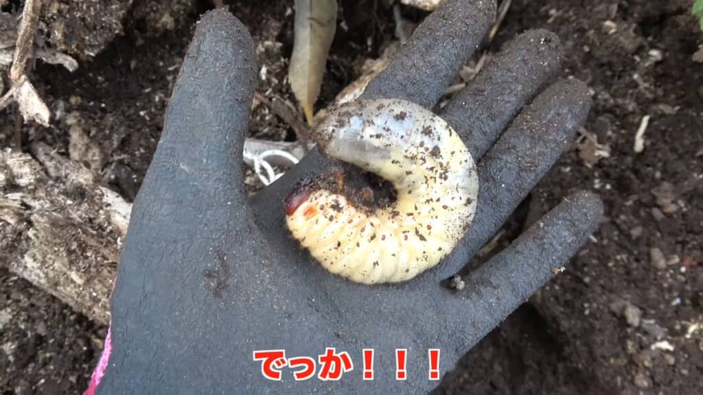 木材の下にいた大きなカブトムシの幼虫
