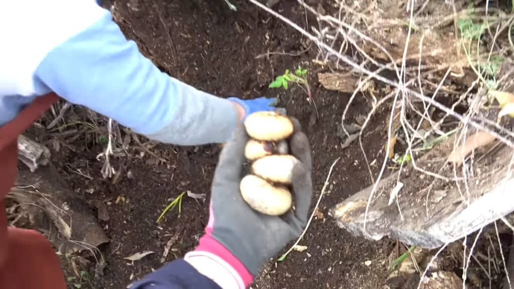 発見された4匹の幼虫と地面を一生懸命に掘る投稿者の母