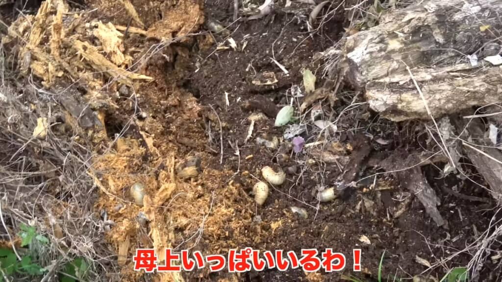 木材の下にいたたくさんの幼虫