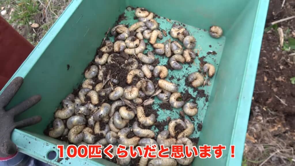 コンテナの中に入っている100匹ほどの幼虫