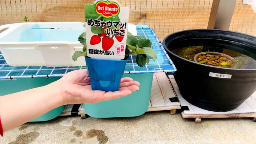 ビオトープでのいちご栽培に挑戦!