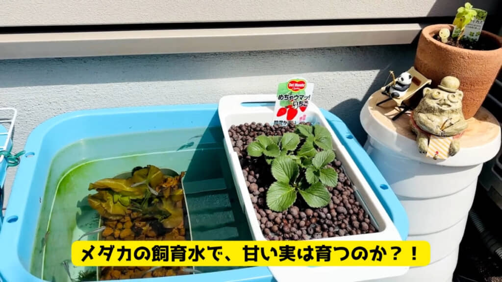 メダカビオトープにセットした日の様子