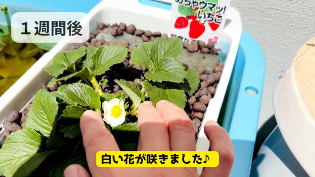 1週間後にはいちごの花が咲きました