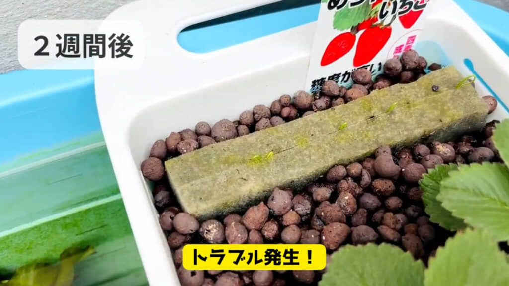 細ねぎに根腐れ発生