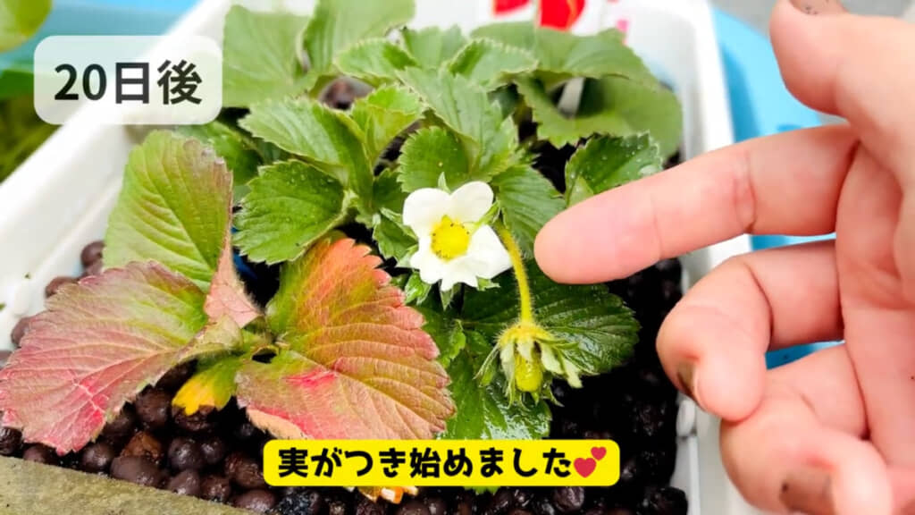 20日後には実がつき始めました
