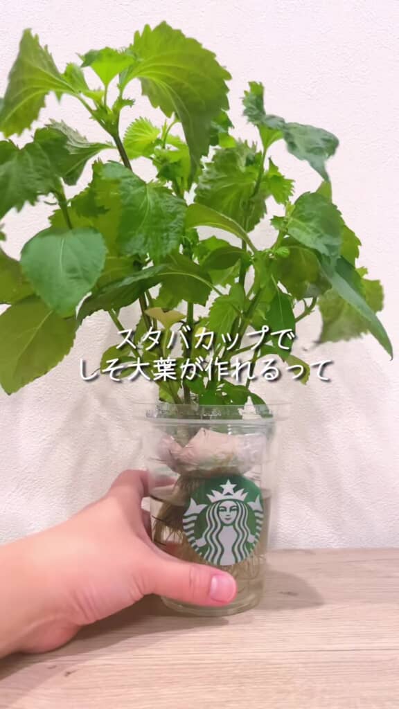 スタバカップで育てたシソ