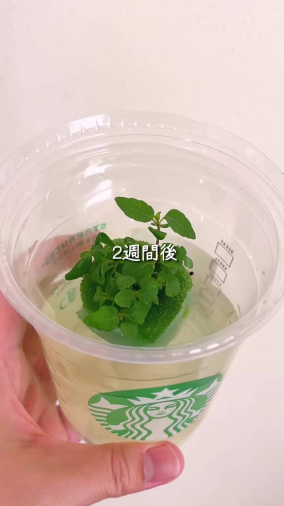 2週間後の様子