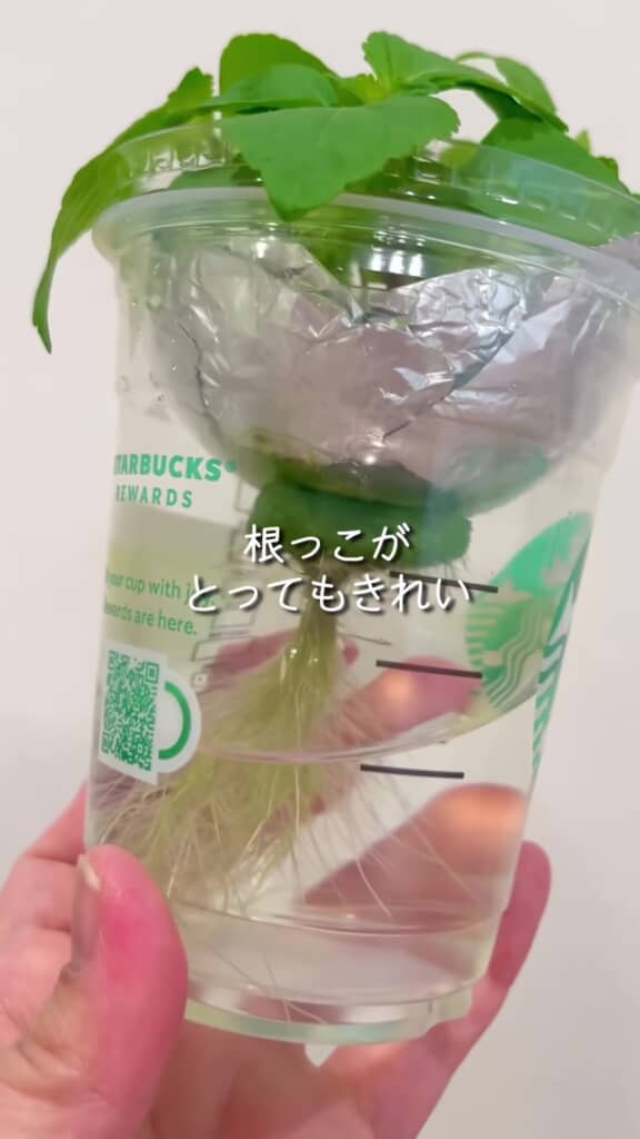 根が見えている様子