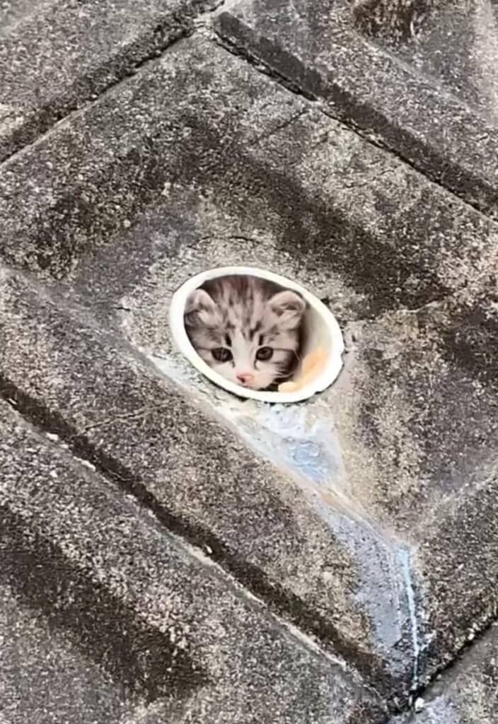 水抜きパイプの中にいる子猫を発見
