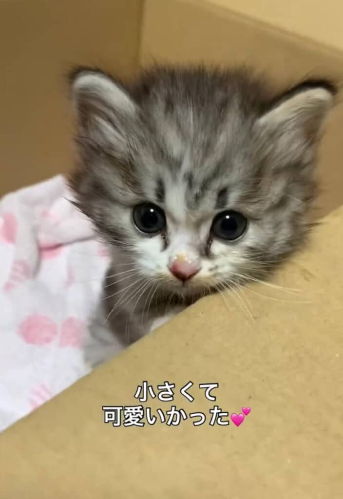 保護当初はとっても小さかったはるちゃん