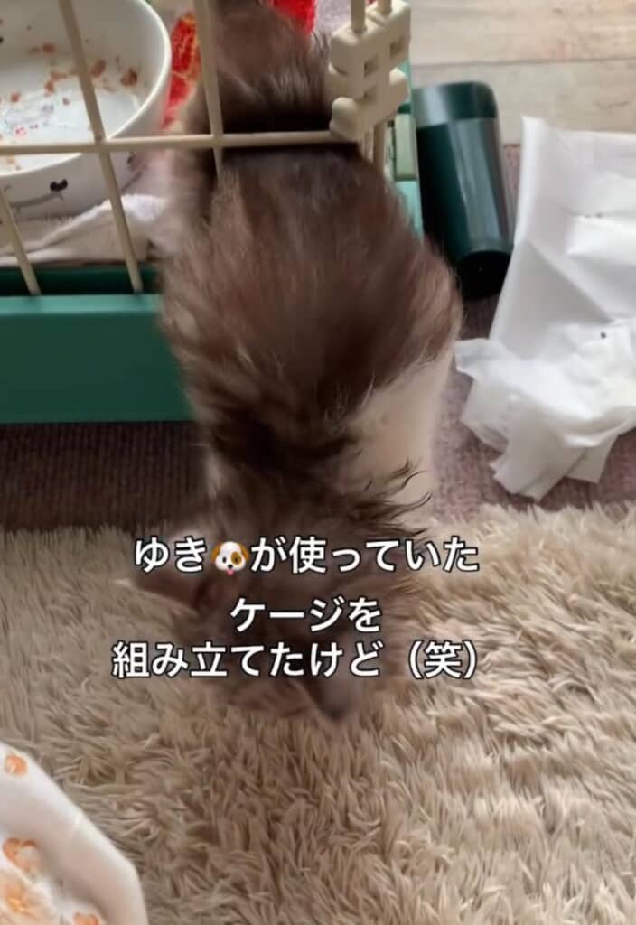先代犬のゲージをすり抜けてしまいます