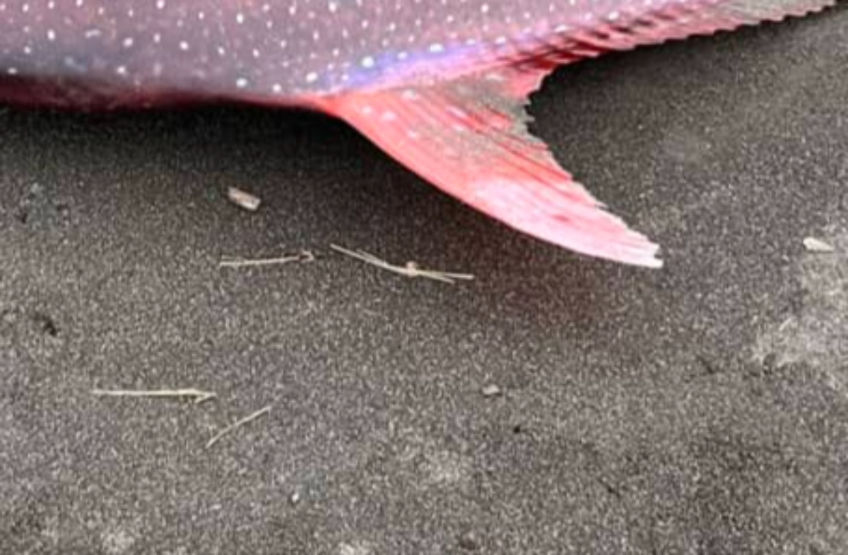 千葉の海岸で見つけた“ピンクの巨大魚”→まさかの正体に「初めて見る」「なんて美しい見た目なんだ」(1/3) | その他生き物 ねとらぼ