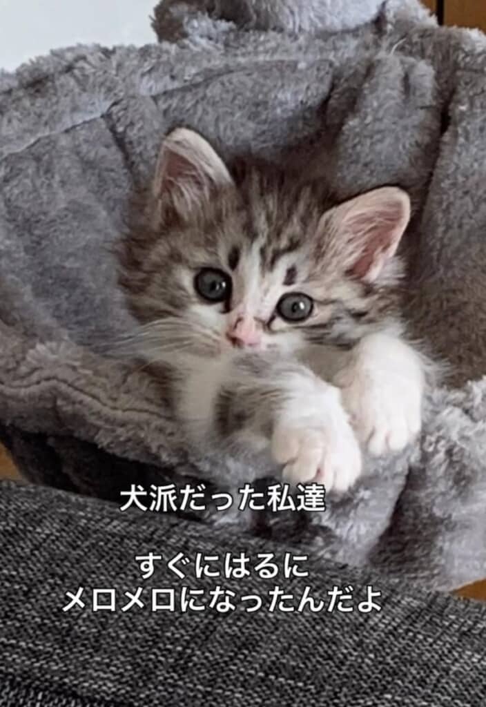 ワンコ派だった家族は、はるちゃんにメロメロに