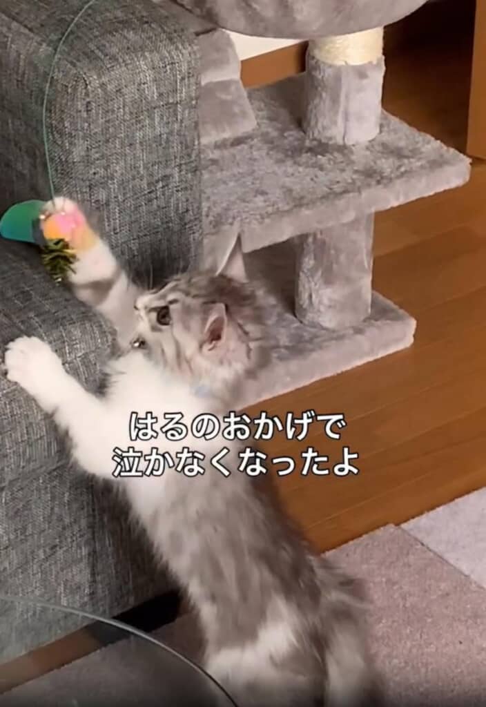 いつしか心の支えに