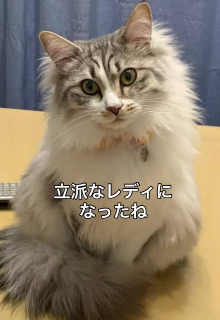 4年後……立派なレディに成長！