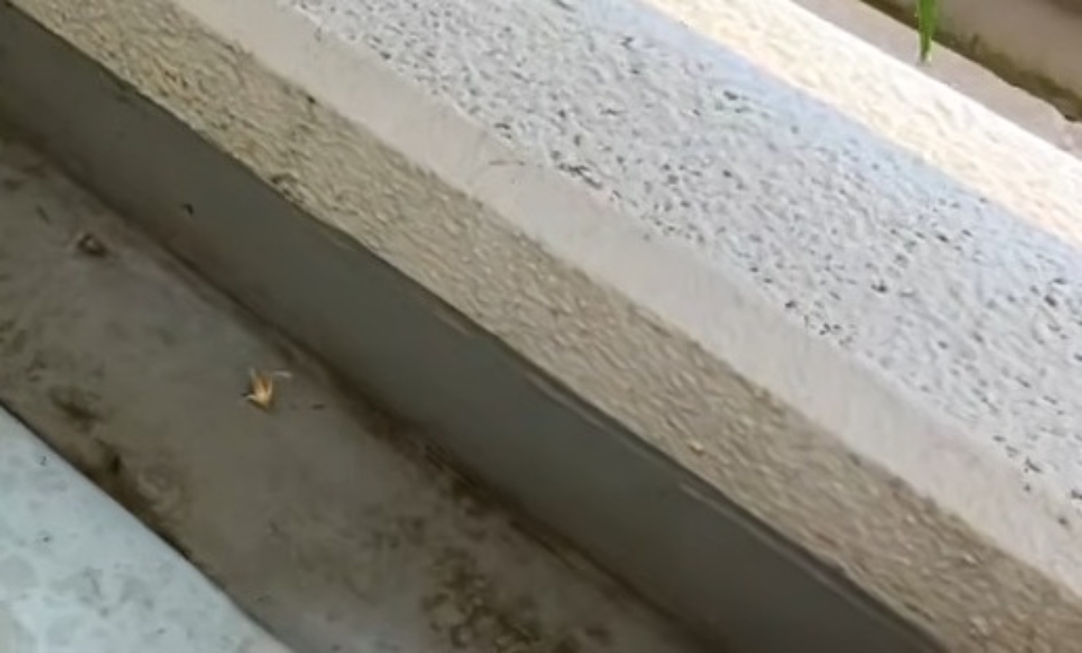 主婦「どんどん生えてくる、やべえ」→猛暑のベランダで“狂ったように爆増”したのは……　まさかの正体に「すばらしい！」（1/3） | ライフスタイル ねとらぼ