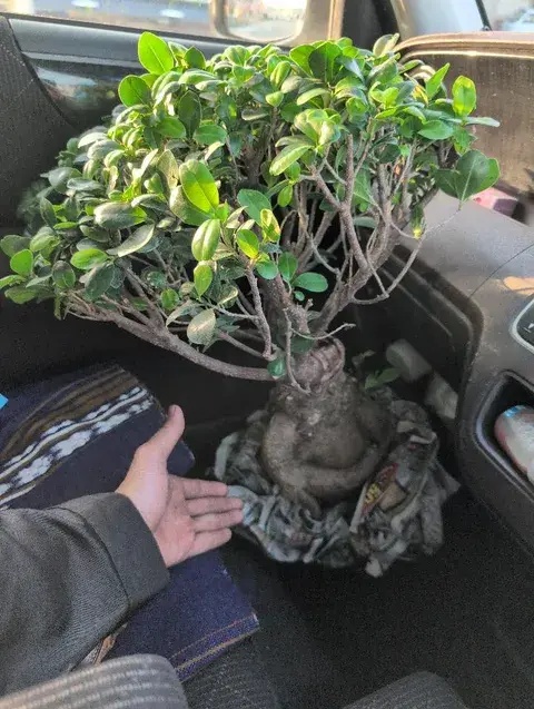 植物を車で持ち帰る姫野さん