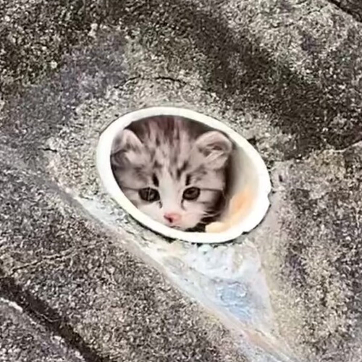 水抜きパイプの中にいた小さな子猫を保護→4年後…… 260万再生の現在の姿に「本当に立派になりましたね」「この可愛さはズルい」(1/3) | 猫 ねとらぼ