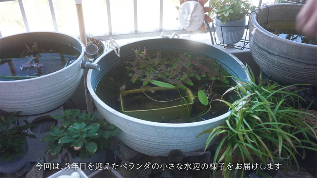 3年目を迎えたベランダのビオトープ