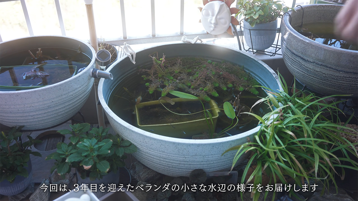 1日3時間しか日が当たらないベランダの“メダカビオトープ”→3年目の春に見てみたら…… 驚きの“中身”が話題(1/3) | その他生き物 ねとらぼ