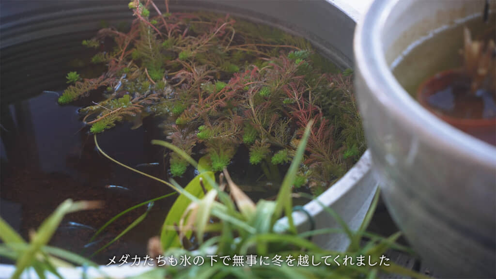 メダカたちも無事でした