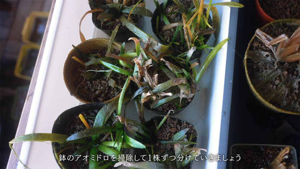 オモダカを掃除して、株分けをします