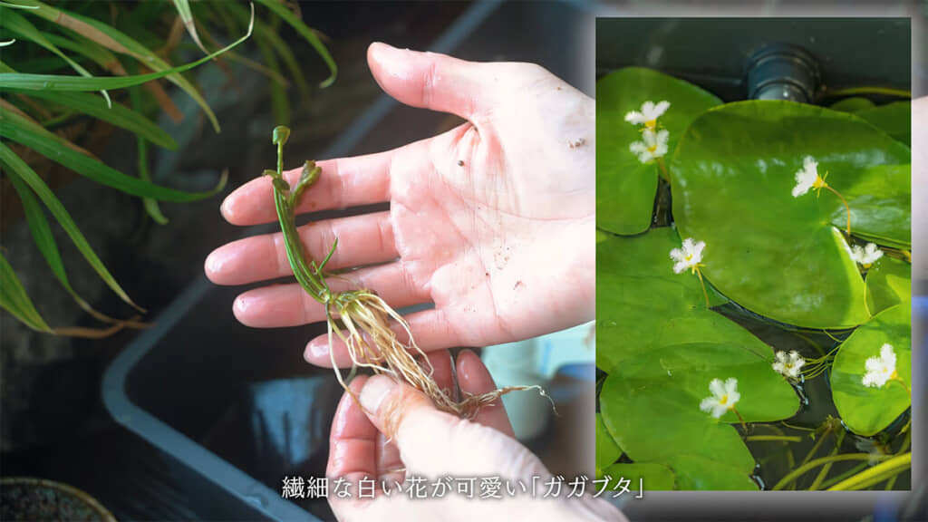 ガガブタも元気そうです
