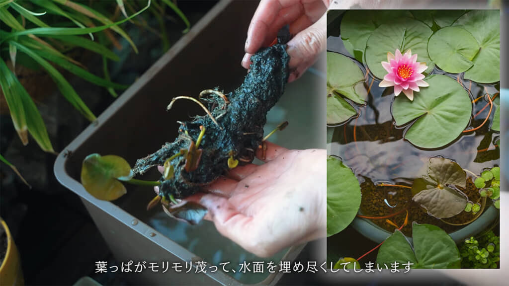 温帯スイレンはお休みすることに