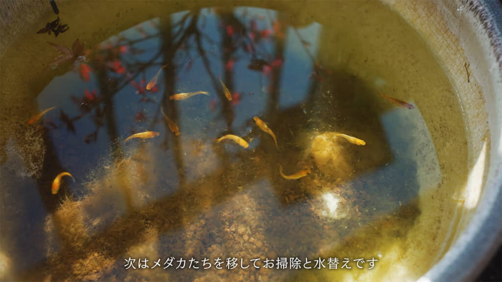 メダカを移動させます
