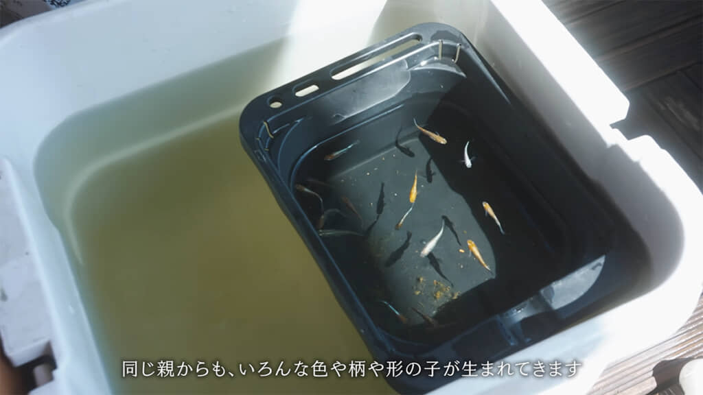 メダカを繁殖させるのも楽しそうです