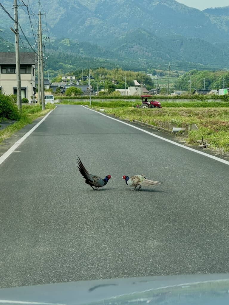 道路の真ん中でにらみ合うキジ。まるで昔話の世界のよう