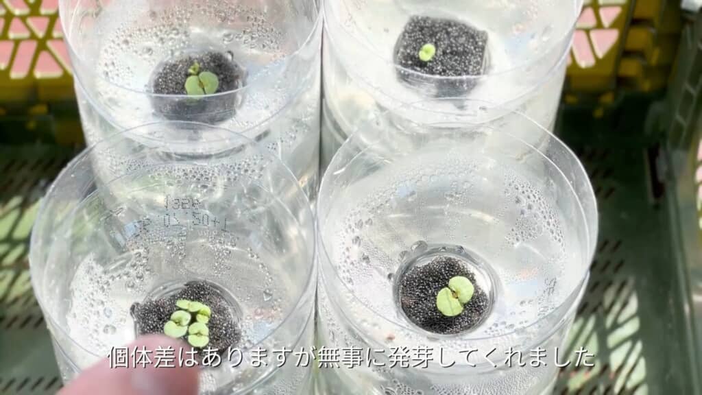 芽が出た!