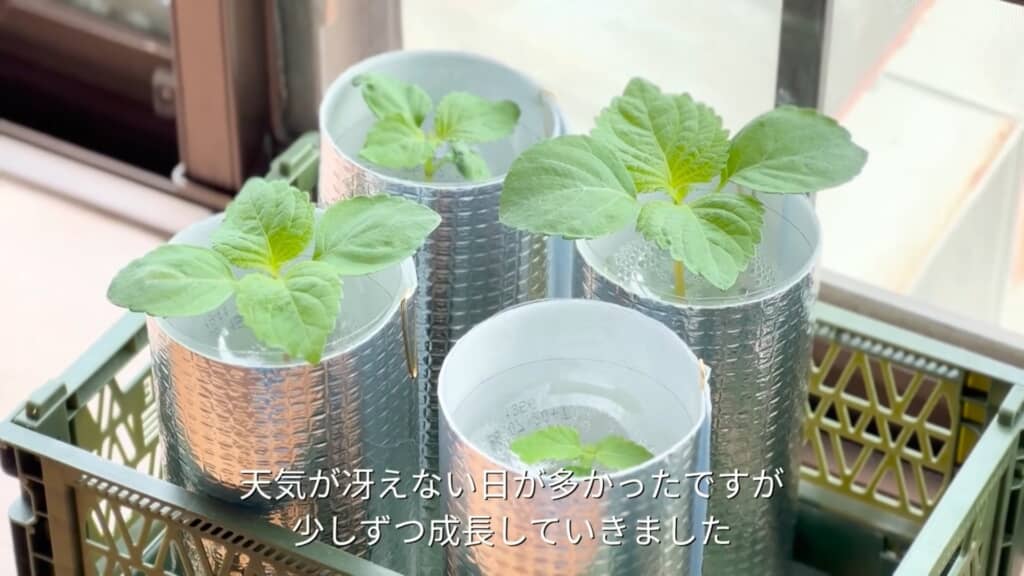 少しずつ成長し……