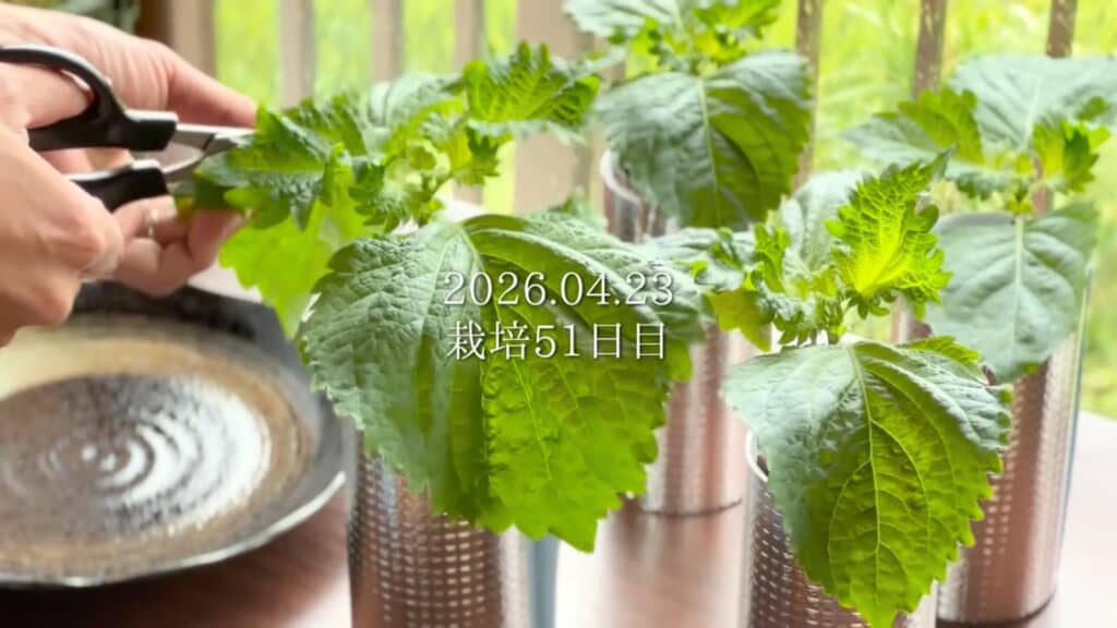 51日目には立派に成長!